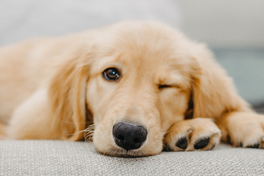Top Pet Care Tips for a Happy and Healthy Companion